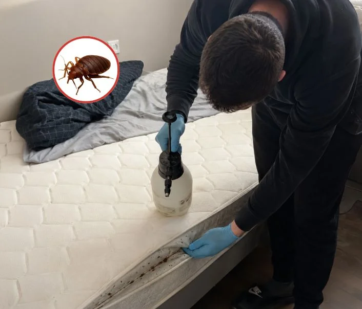 Technicien traitant un matelas contre les punaises de lit à Saint-Cyr-l'École
